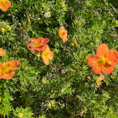 Potentilla Tangerine Orange Yellow Flowers | ScotPlants Direct